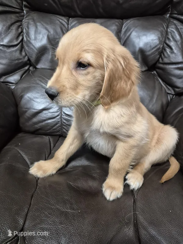 Benny – Golden Retriever puppy on hold in Aiken, SC