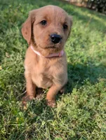 Alice , a female Golden Retriever for sale in Aiken, SC – Photo 2 of 2