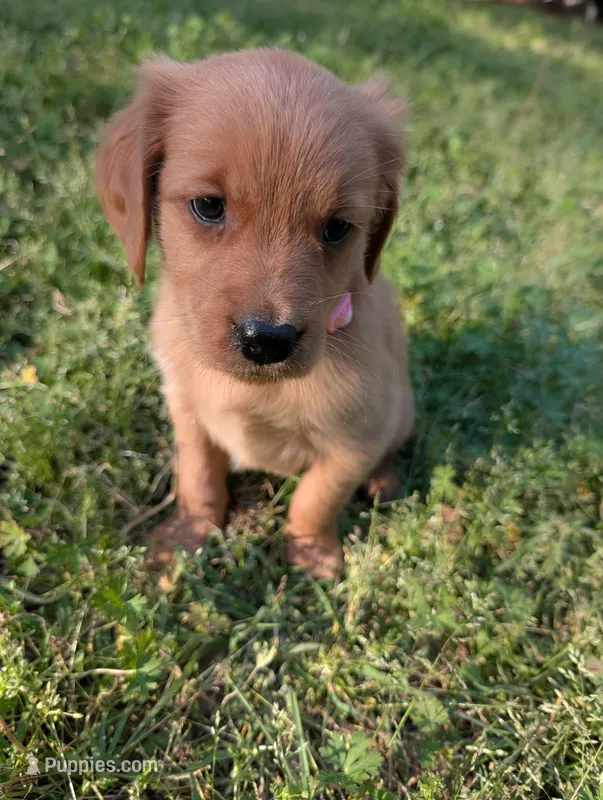 Alice  – Golden Retriever puppy for sale in Aiken, SC