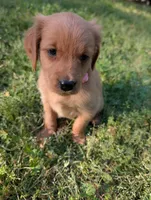 Alice , a female Golden Retriever for sale in Aiken, SC – Photo 1 of 2