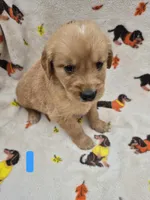 Chase, a male Golden Retriever for sale in Aiken, SC – 4 of 4