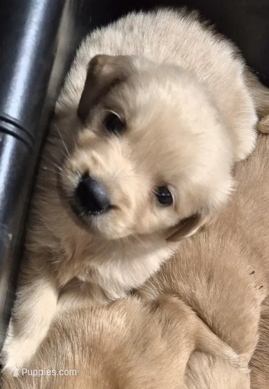 Louis – Golden Retriever puppy for sale in Aiken, SC