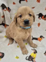 Chase, a male Golden Retriever for sale in Aiken, SC – 2 of 4