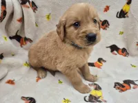 Chase, a male Golden Retriever for sale in Aiken, SC – 3 of 4