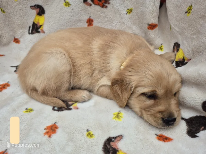 Sally – Golden Retriever puppy for sale in Aiken, SC