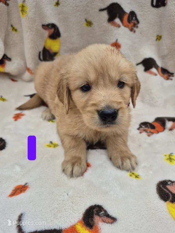 Susie – Golden Retriever puppy for sale in Aiken, SC
