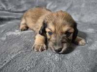 Rosie, a female Miniature Dachshund for sale in Aiken, SC – 1 of 2