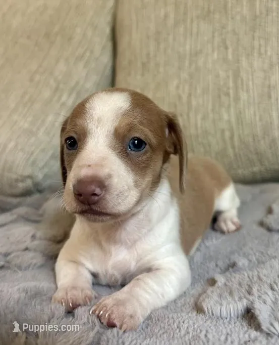 Lyla – Miniature Dachshund puppy for sale in Aiken, SC