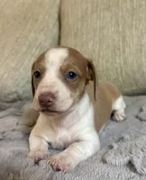 Lyla, a female Miniature Dachshund for sale in Aiken, SC – 1 of 1