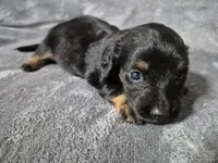 River, a male Miniature Dachshund for sale in Aiken, SC – 1 of 2