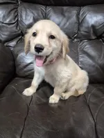 Luna, a female Golden Retriever for sale in Aiken, SC – Photo 1 of 2