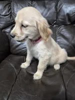 Luna, a female Golden Retriever for sale in Aiken, SC – Photo 2 of 2