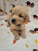 Katie, a female Golden Retriever for sale in Aiken, SC – 3 of 3