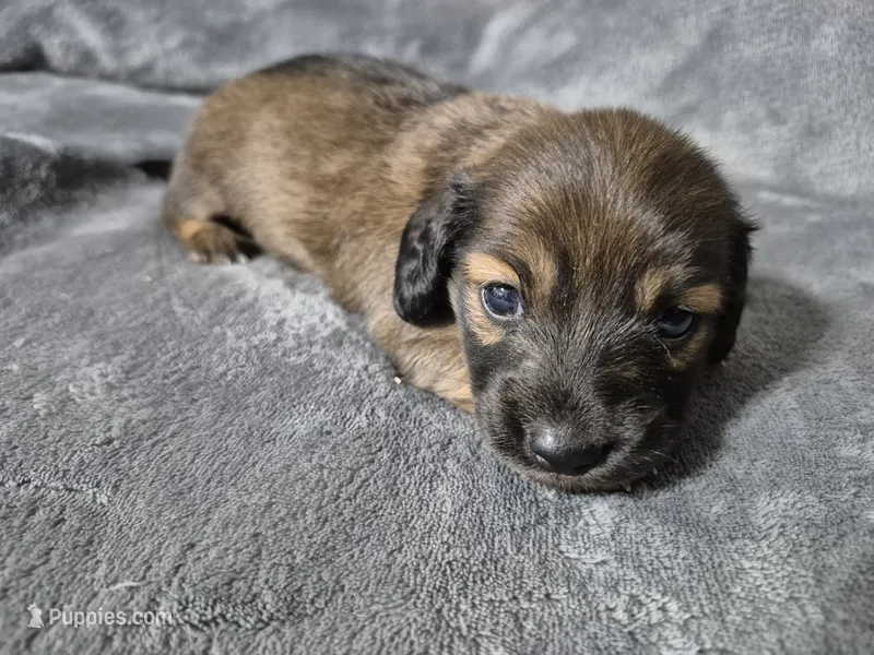 Ruby – Miniature Dachshund puppy for sale in Aiken, SC