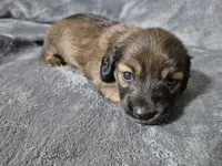 Ruby, a female Miniature Dachshund for sale in Aiken, SC – 1 of 2