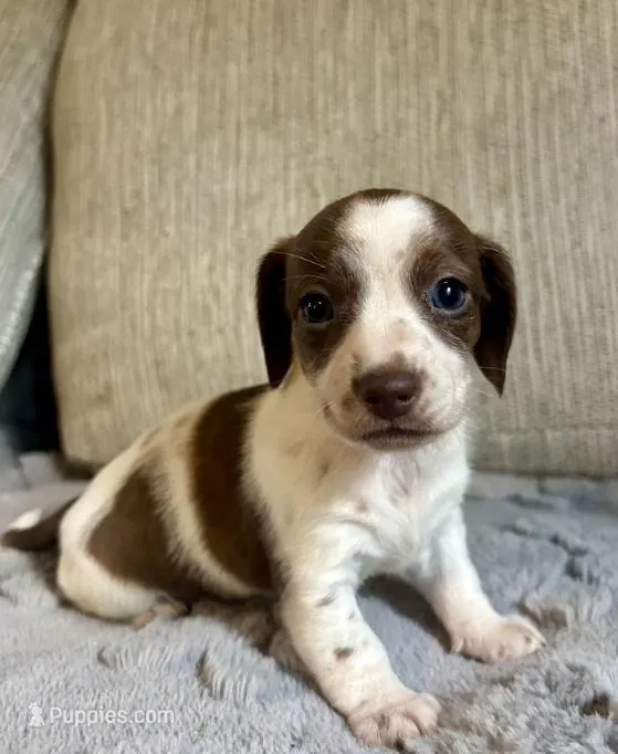 Emma – Miniature Dachshund puppy for sale in Aiken, SC