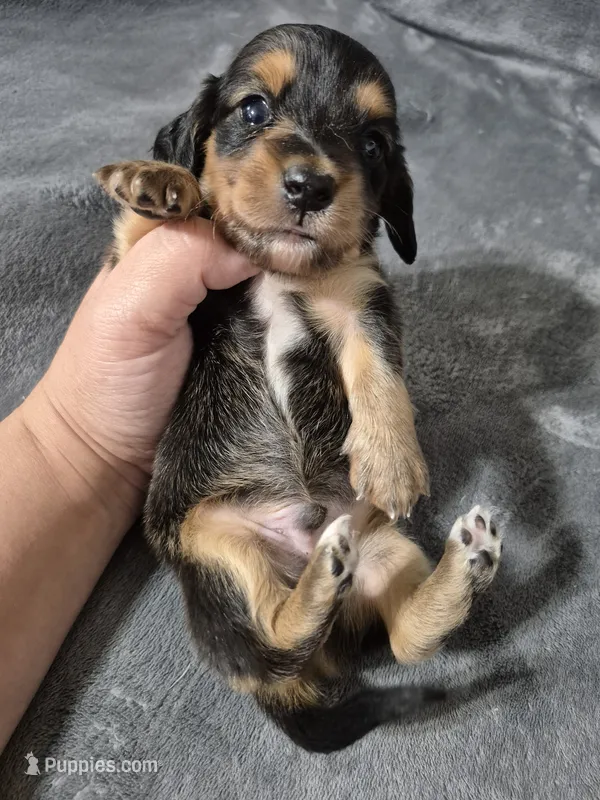 Moe – Miniature Dachshund puppy for sale in Aiken, SC