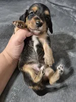 Moe, a male Miniature Dachshund for sale in Aiken, SC – 1 of 2