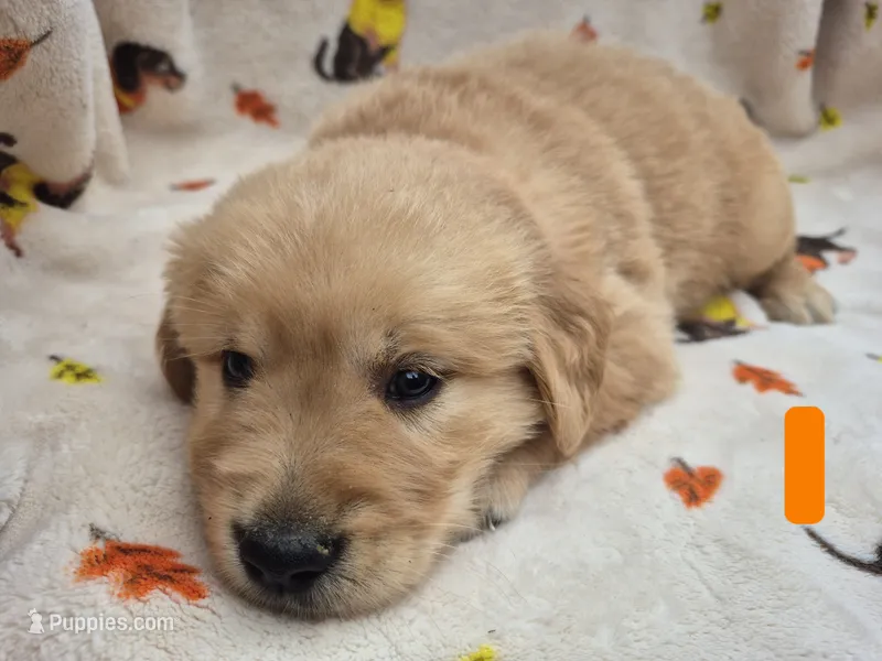 Alex – Golden Retriever puppy for sale in Aiken, SC