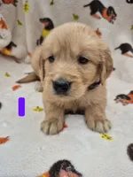 Susie, a female Golden Retriever for sale in Aiken, SC – 3 of 3