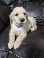 Benson, a male Golden Retriever for sale in Aiken, SC – Photo 2 of 2