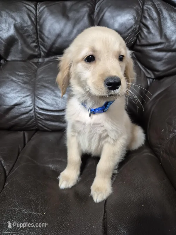 Benson – Golden Retriever puppy for sale in Aiken, SC