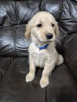 Benson, a male Golden Retriever for sale in Aiken, SC – Photo 1 of 2