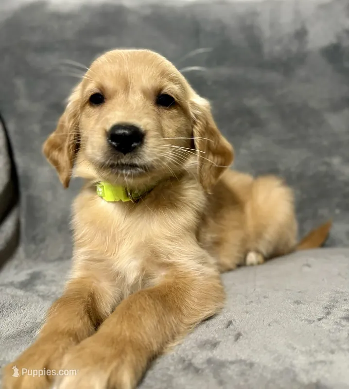 Adam – Golden Retriever puppy for sale in Aiken, SC