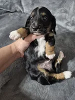 Marcus , a male Miniature Dachshund for sale in Aiken, SC – 3 of 3
