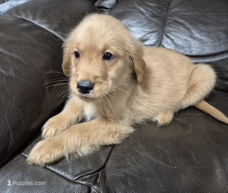 Alex – Golden Retriever puppy for sale in Aiken, SC