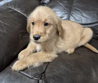 Alex, a male Golden Retriever for sale in Aiken, SC – Photo 1 of 3