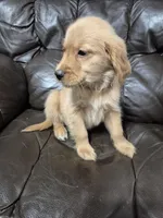 Alex, a male Golden Retriever for sale in Aiken, SC – Photo 3 of 3
