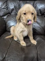 Alex, a male Golden Retriever for sale in Aiken, SC – Photo 2 of 3