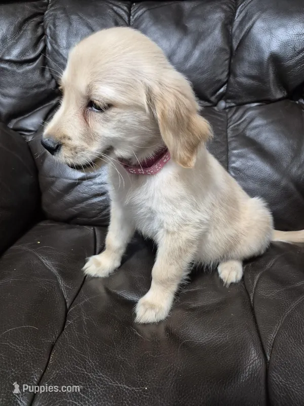 Luna – Golden Retriever puppy for sale in Aiken, SC