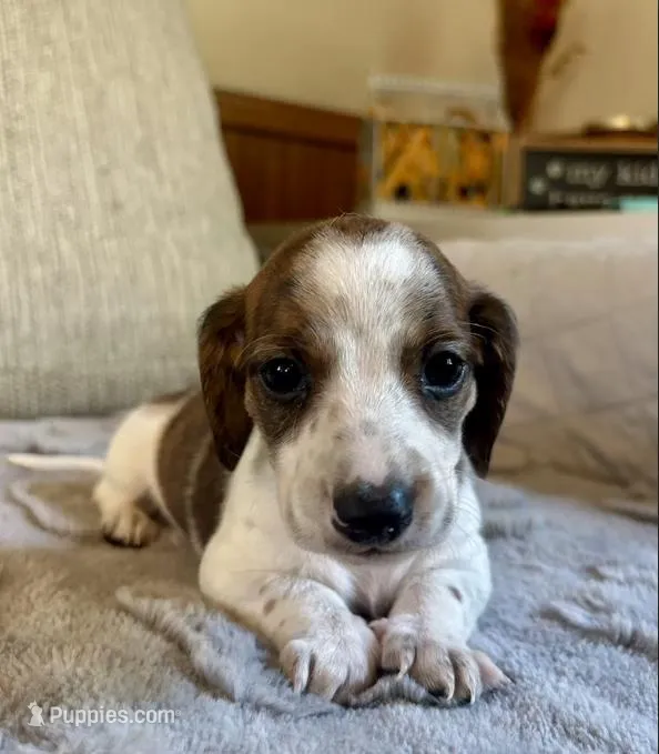 Tommy – Miniature Dachshund puppy for sale in Aiken, SC