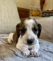 Tommy, a male Miniature Dachshund for sale in Aiken, SC – 1 of 1