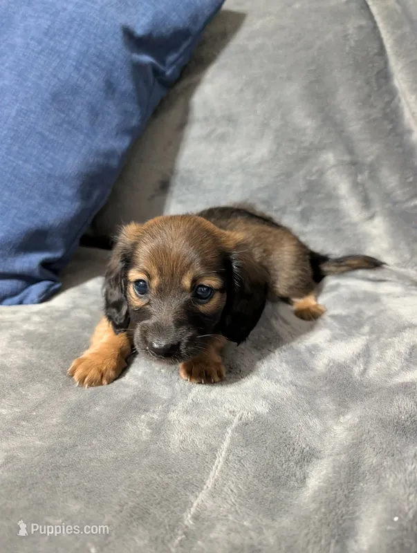 Ruby – Miniature Dachshund puppy for sale in Aiken, SC