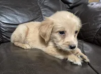 Fred, a male Golden Retriever for sale in Aiken, SC – 1 of 2