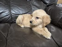 Fred, a male Golden Retriever for sale in Aiken, SC – 2 of 2