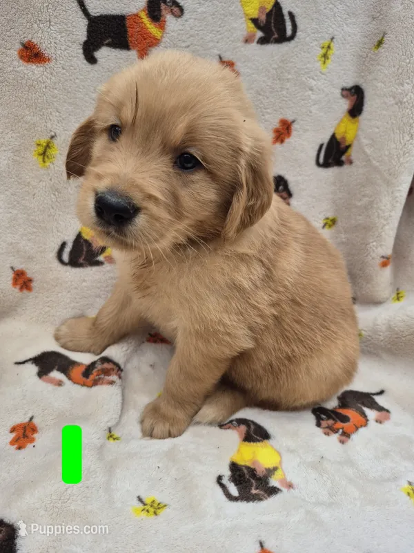 Charlie  – Golden Retriever puppy for sale in Aiken, SC