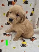 Charlie , a male Golden Retriever for sale in Aiken, SC – 1 of 2