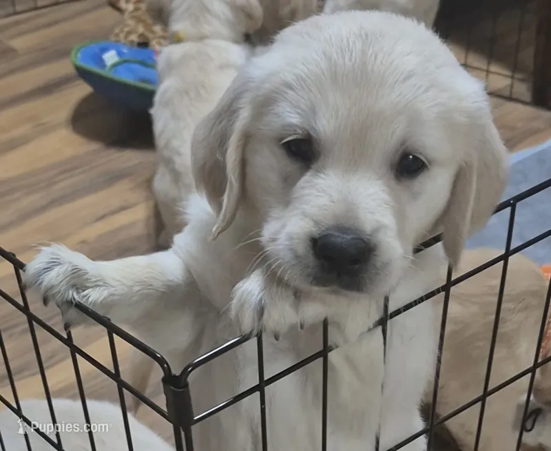 Doc – Golden Retriever puppy for sale in Aiken, SC