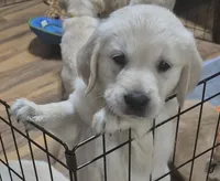 Doc, a male Golden Retriever for sale in Aiken, SC – 1 of 2