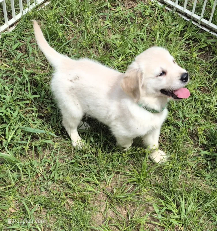 Green Boy – English Cream Golden Retriever puppy for sale in Aiken, SC