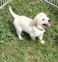 Green Boy, a male English Cream Golden Retriever for sale in Aiken, SC – 1 of 3