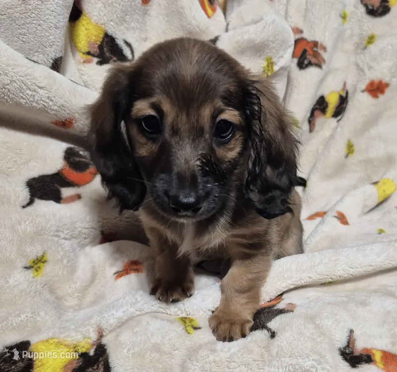 Ruby – Miniature Dachshund puppy for sale in Aiken, SC