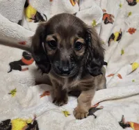 Ruby, a female Miniature Dachshund for sale in Aiken, SC – 1 of 3