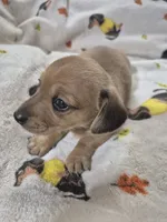 Rosie , a female Miniature Dachshund for sale in Aiken, SC – 2 of 4