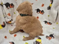 Hunter, a male Golden Retriever for sale in Aiken, SC – 3 of 3