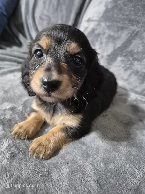 Mary – Miniature Dachshund puppy for sale in Aiken, SC